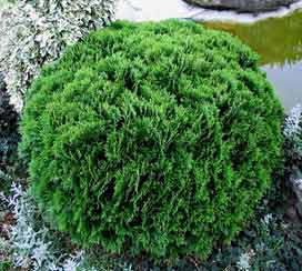 туя Danica,туя западная Danica, Thuja occidentalis Danica