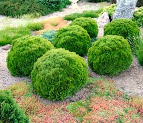 купить тую Даника, Thuja occidentalis Danica