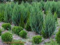 можжевельник juniperus scopulorum blue arrow, можжевельник scopulorum blue arrow