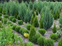 можжевельник скальный juniperus scopulorum blue arrow, можжевельник скальный blue arrow купить, можжевельник скальный блю арроу