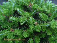 пихта корейская abies koreana