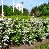 живая изгородь фото, живая изгородь купить, живая изгородь